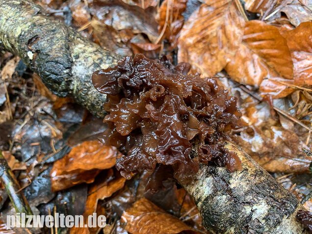 Rotbrauner Zitterling, Tremella foliacea