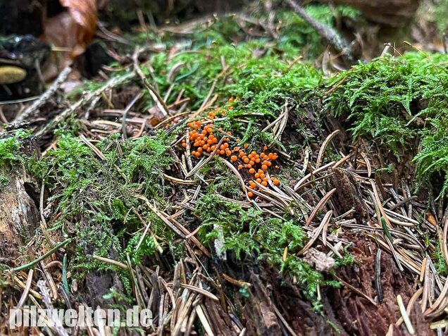 Rotköpfiger Schleimpilz, Trichia decipiens