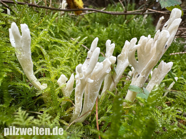 Runzelige Koralle, Runzeliger Keulenpilz, Clavulina rugosa