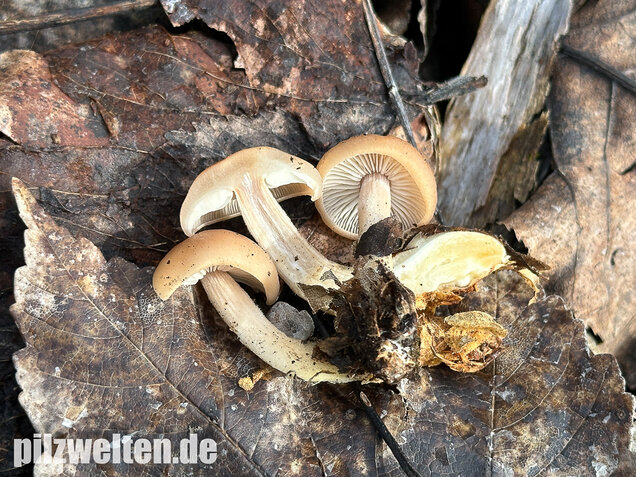 Striegeliger Rübling, Stinkender Frühlingsrübling, Gymnopus hariolorum