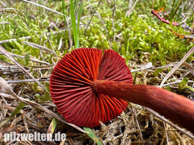 Blutroter Hautkopf, Bluthautkopf, Cortinarius sanguineus