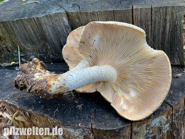 Schuppiger Sägeblättling, Neolentinus lepideus