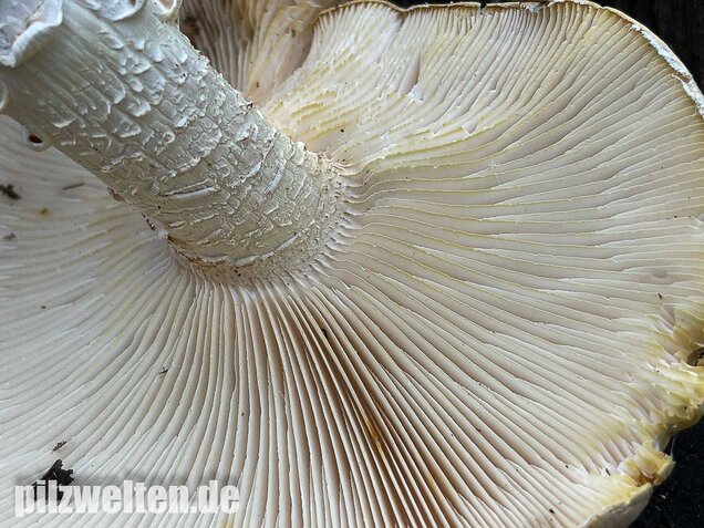 Schuppiger Sägeblättling, Neolentinus lepideus