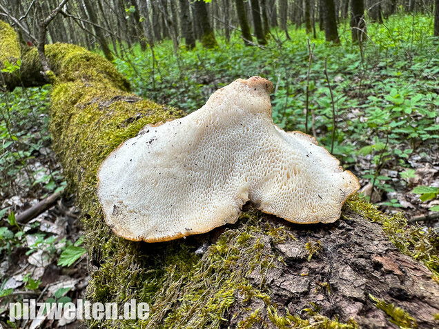 Sklerotienporling, Polyporus tuberaster