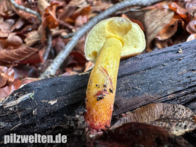 Starkblauender Rotfußröhrling, Xerocomellus cisalpinus