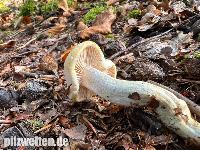 Gelbverfärbender Schneckling, Hygrophorus discoxanthus