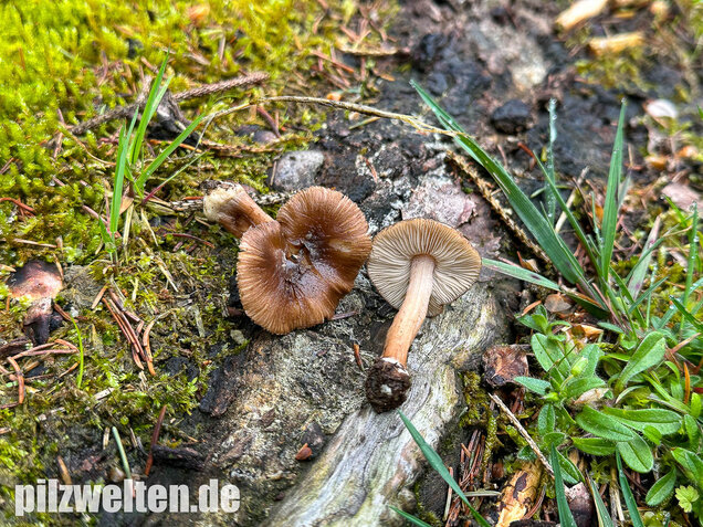Rübenfüßiger Risspilz, Inocybe napipes