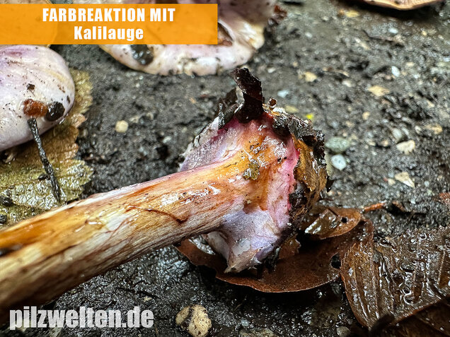 Violetter Klumpfuß, Calonarius sodagnitus