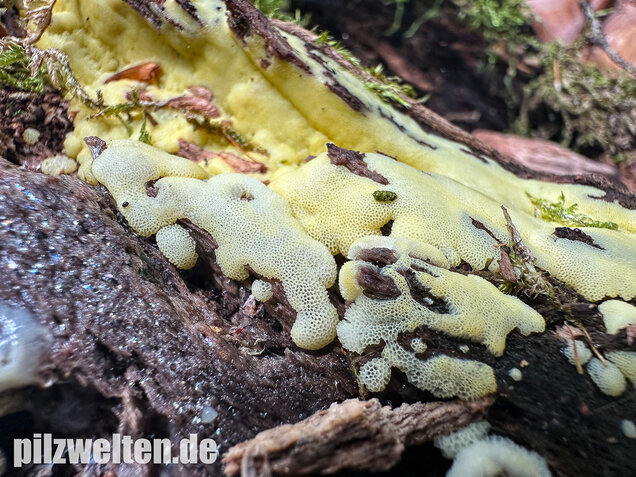 Weißgelbes Netzpolster, Ceratiomyxa porioides