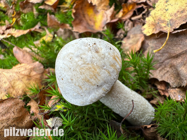 Wollstieliger Raufußröhrling (weiße Form), Leccinum cyaneobasileucum