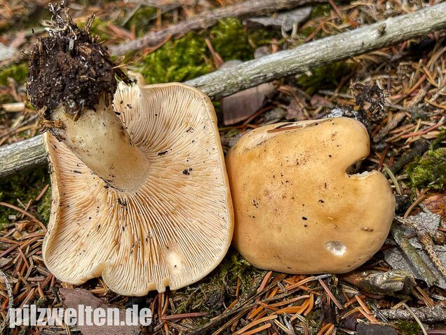 Würziger Tellerling, Clitopilus geminus
