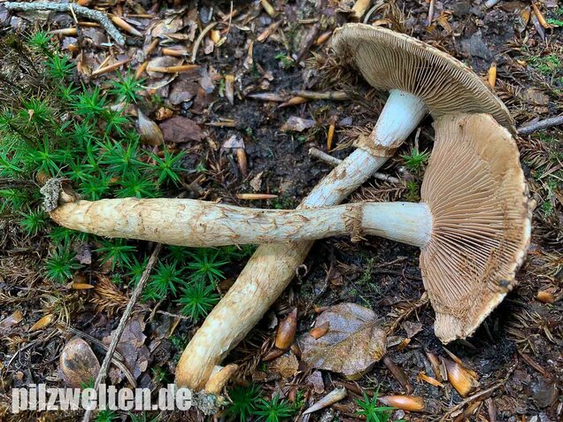 Wurzelnder Marzipanfälbling, Hebeloma radicosum
