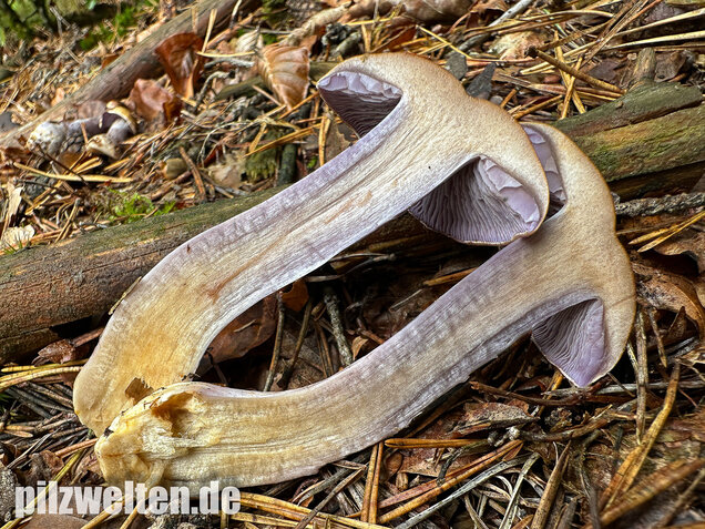 Zyanblättriger Klumpfuß, Cyanblättriger Klumpfuss, Thaxterogaster fulvo-ochrascens