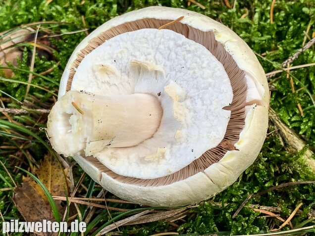 Dünnfleischiger Anischampignon, Agaricus silvicola