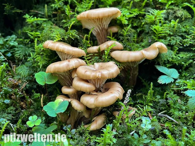 Aniszähling, Lentinellus cochleatus