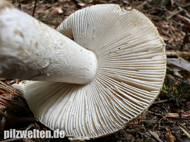 Narzissengelber Knollenblätterpilz, Amanita gemmata