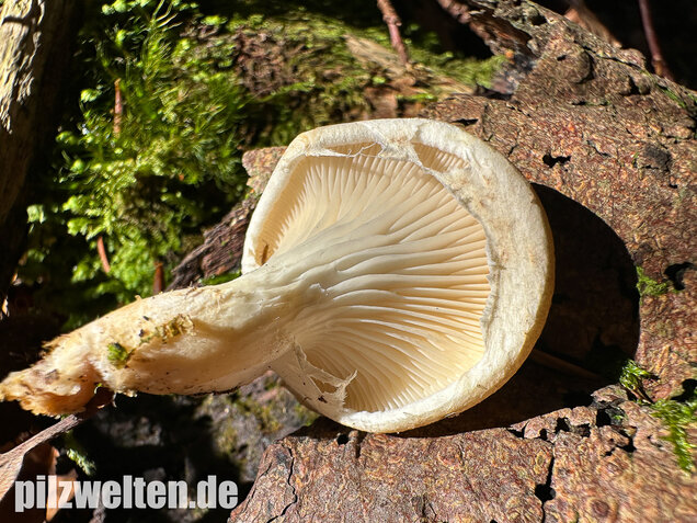 Berindeter Seitling, Pleurotus dryinus