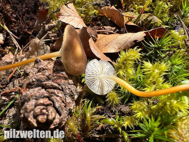 Bitterer Kiefernzapfenrübling, Strobilurus tenacellus