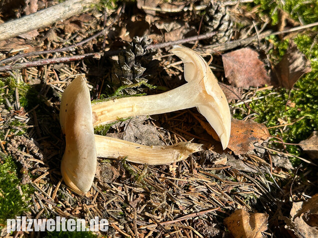 Bleiweißer Trichterling, Fichtentrichterling, Clitocybe phyllophila