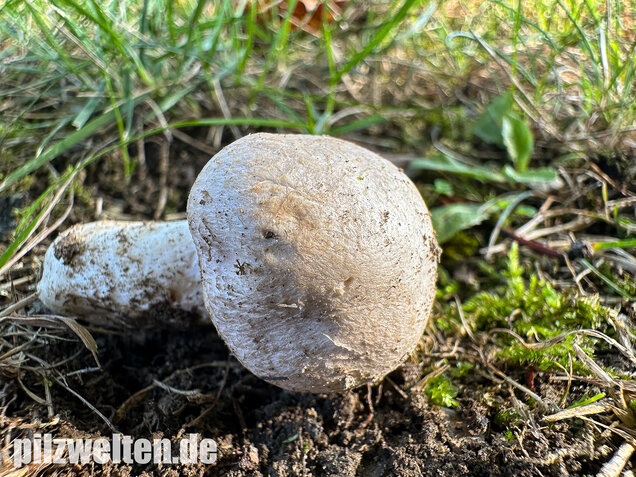 Braunschuppiger Wiesenchampignon, Agaricus moellerianus