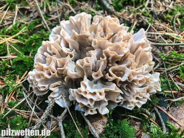 Breitblättrige Glucke, Sparassis brevipes