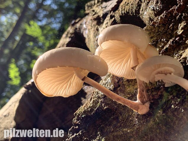 Buchenschleimrübling, Mucidula mucida