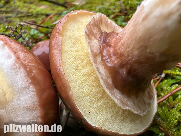 Butterpilz, Butterröhrling, Suillus luteus