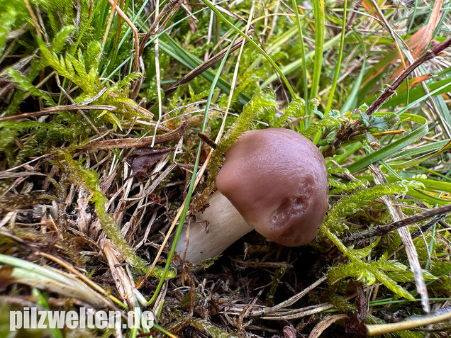 Dattelbrauner Ellerling, Cuphophyllus colemannianus