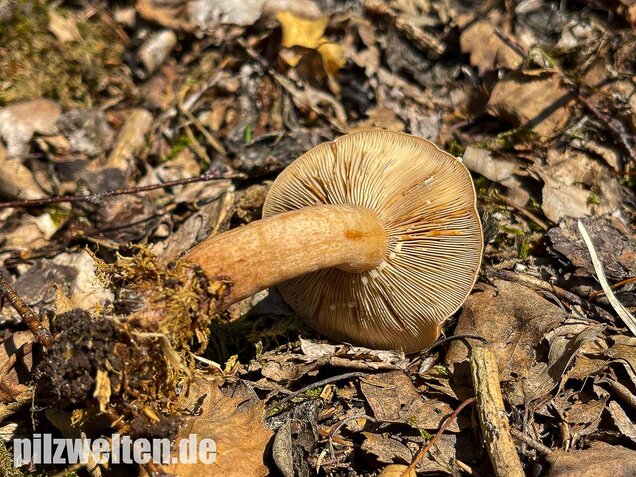 Eichenmilchling, Lactarius quietus