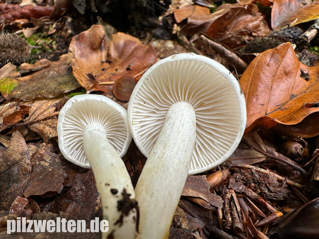Elfenbeinschneckling, Hygrophorus eburneus