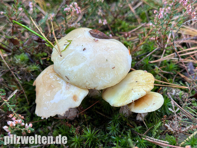 Elfenbeinröhrling, Weymouthsröhrling, Suillus placidus