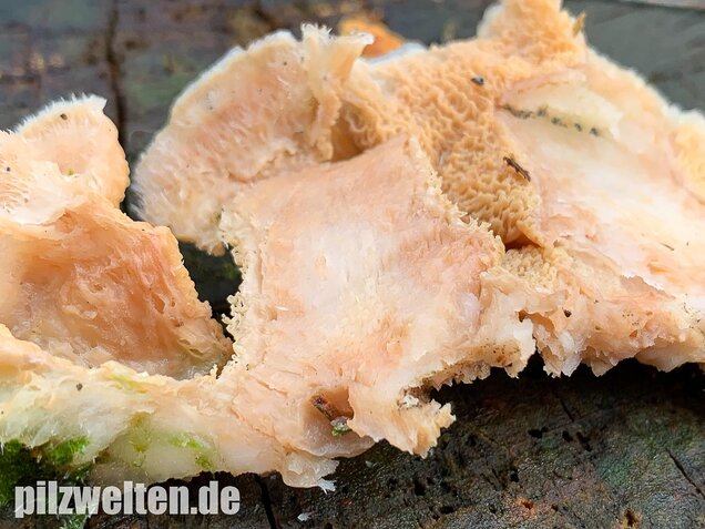 Gallertfleischiger Fältling, Phlebia tremellosa