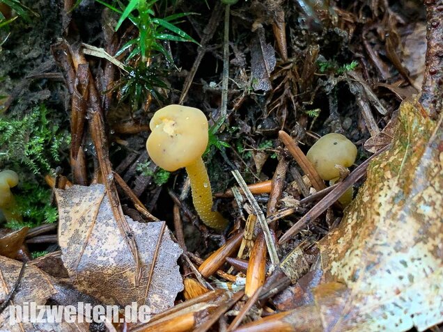Gallertkäppchen, Leotia lubrica