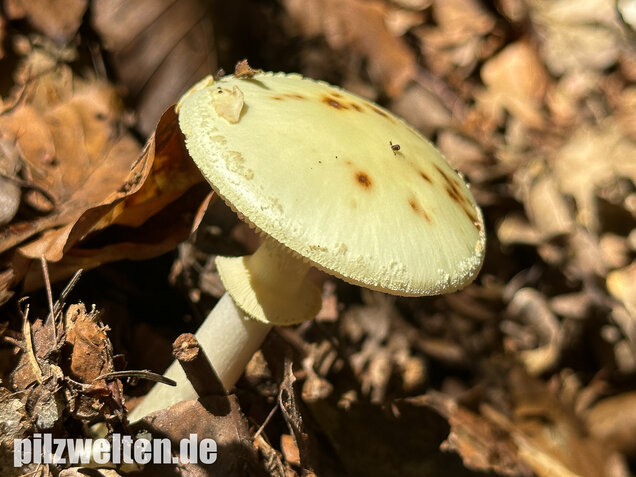 Gelber Knollenblätterpilz, Amanita citrina