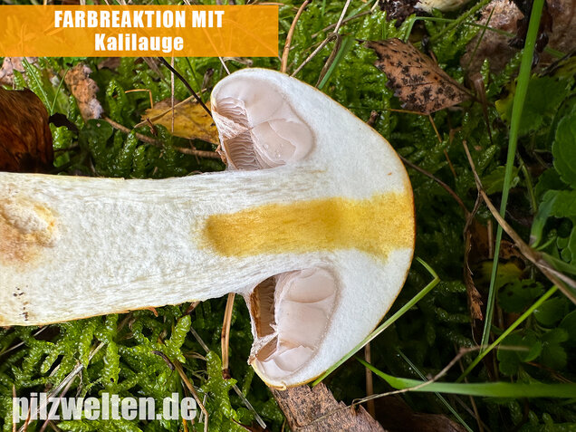 Gelbgestiefelter Schleimkopf, Phlegmacium triumphans