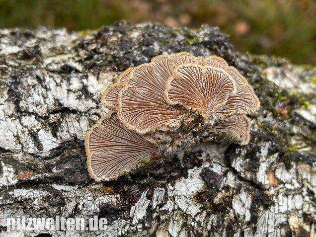 Gemeiner Spaltblättling, Schizophyllum commune