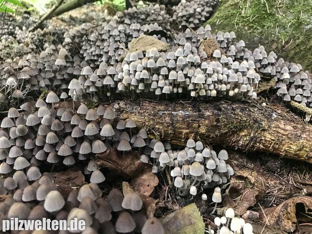 Gesäter Tintling, Coprinellus disseminatus