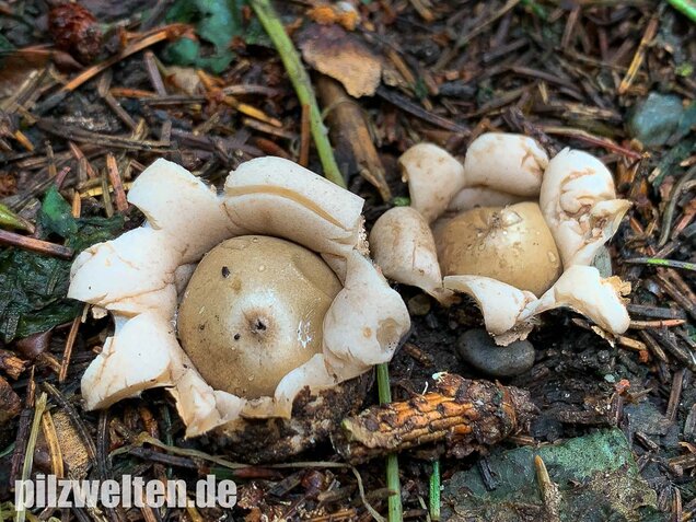 Gewimperter Erdstern, Geastrum fimbriatum