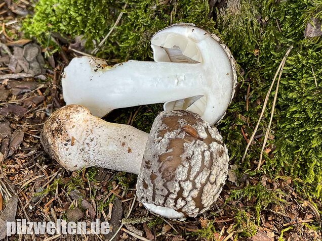 Grauer Wulstling, Amanita excelsa