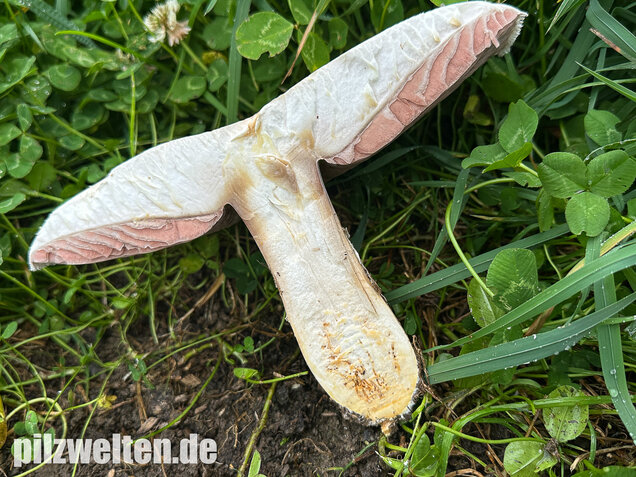 Großsporiger Riesenchampignon, Agaricus urinascens