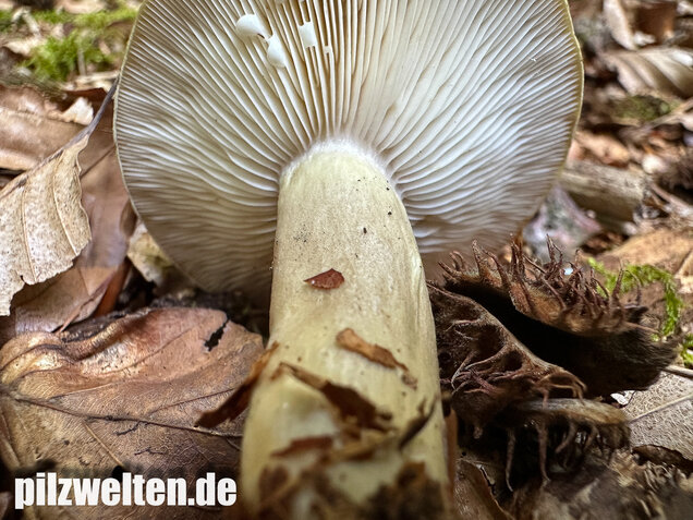 Graugrüner Milchling, Lactarius blennius