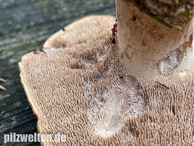 Habichtspilz, Sarcodon imbricatus