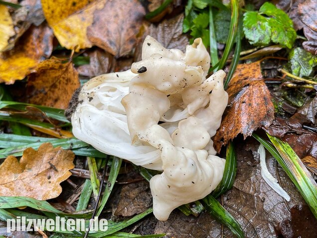 Herbstlorchel, Helvella crispa