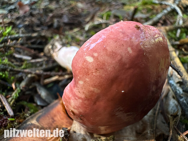 Hohlstieltäubling, Weißtannentäubling, Russula cavipes