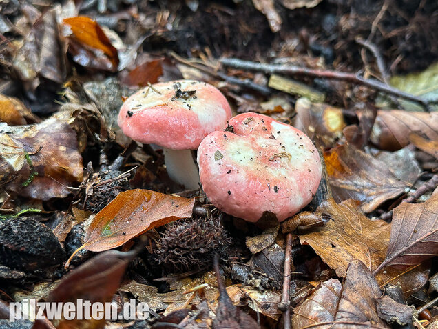 Kleiner Rosatäubling, Russula minutula