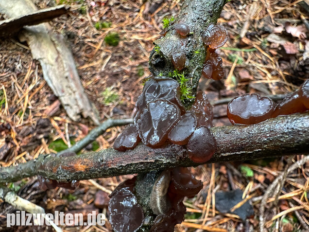 Kreisel-Drüsling, Exidia recisa