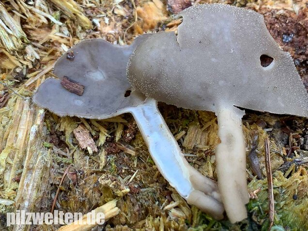 Langstielige Becherlorchel, Helvella macropus