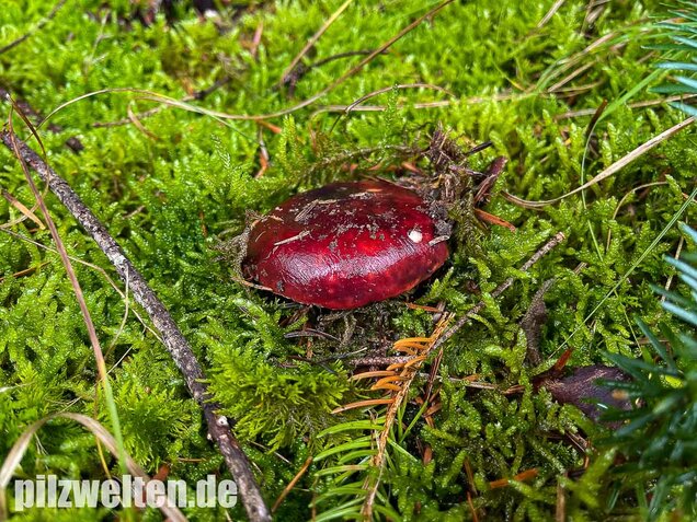 Lederstieltäubling, Russula viscida
