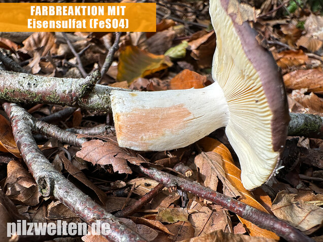 Papageitäubling, Kleiner Frauentäubling, Russula ionochlora
