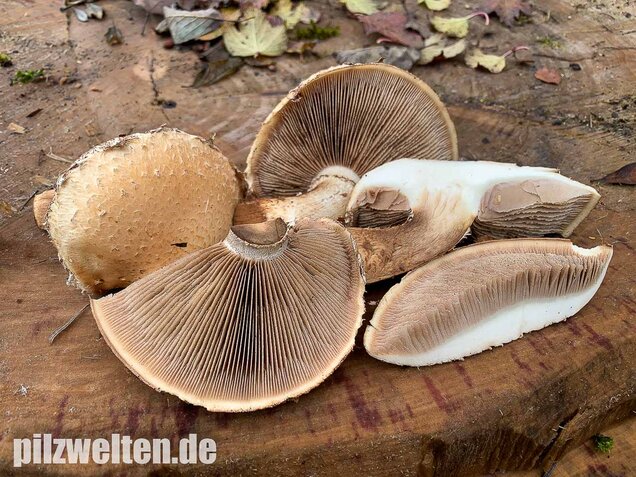 Pappelschüppling, Pholiota populnea